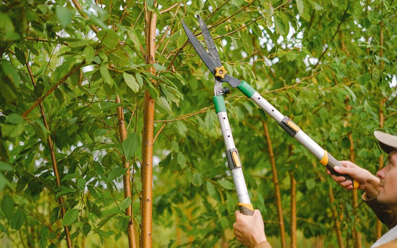 Tree trimming in Hallsboro, NC